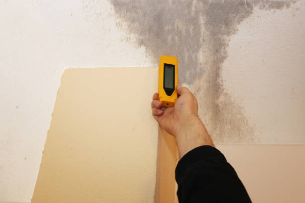 Environmental Consulting for Mold Prevention in Sutton, NE