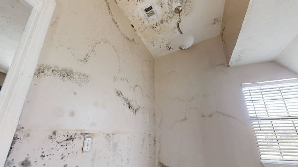 Mold Documentation for Insurance Claims in Sutton, NE