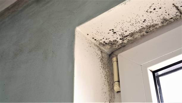 Best Basement Mold Removal  in Sutton, NE