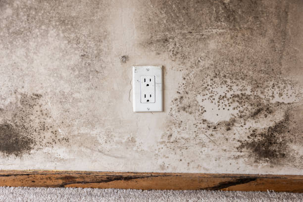 Best Mold Damage Restoration  in Sutton, NE
