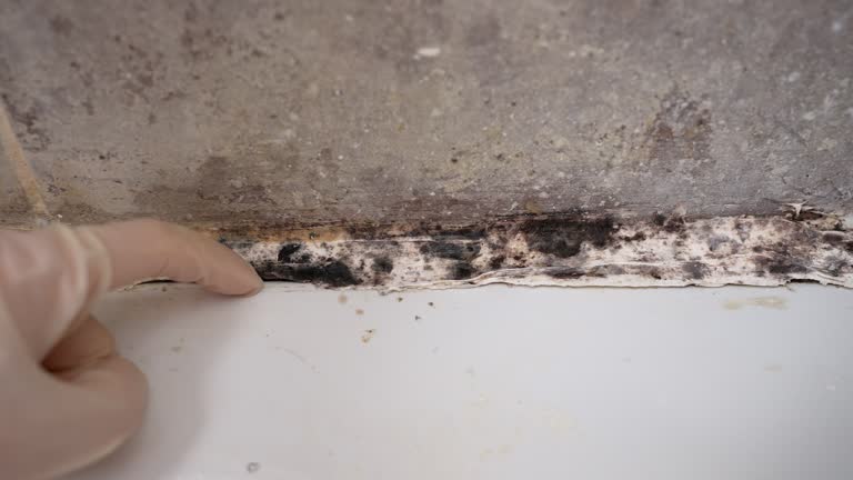 Best Mold Prevention Services  in Sutton, NE