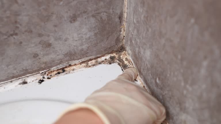 Best Mold-Related Health Consultation  in Sutton, NE