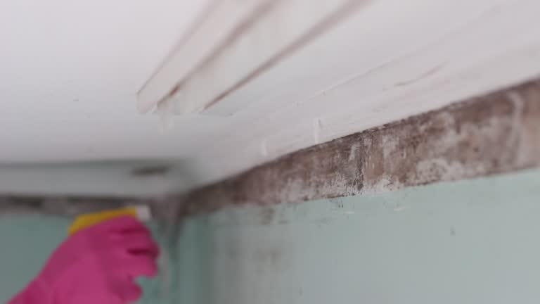 Best Post-Construction Mold Inspection  in Sutton, NE